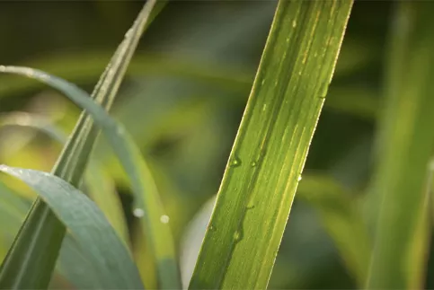 Sustainability raw sugar cane